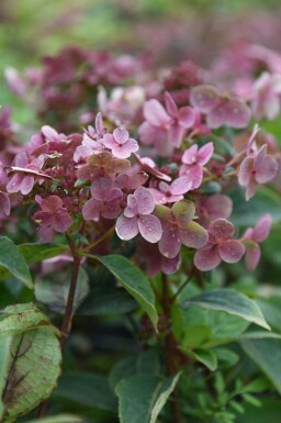 Hydrangée paniculée Hydrangea paniculata 'Switch Ophelia' arbuste Hydrangea paniculata 'Switch Ophelia' arbuste