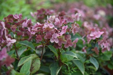 Hydrangée paniculée Hydrangea paniculata 'Switch Ophelia' arbuste Hydrangea paniculata 'Switch Ophelia' arbuste