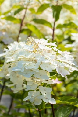 Hydrangée paniculée Hydrangea paniculata 'Unique' arbuste Hydrangea paniculata 'Unique' arbuste