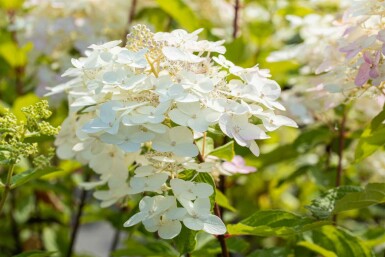 Hydrangée paniculée Hydrangea paniculata 'Unique' arbuste Hydrangea paniculata 'Unique' arbuste