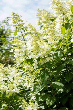 Hortensia à panicules Hydrangea paniculata 'Vanille Fraise' arbuste Hydrangea paniculata 'Vanille Fraise' arbuste
