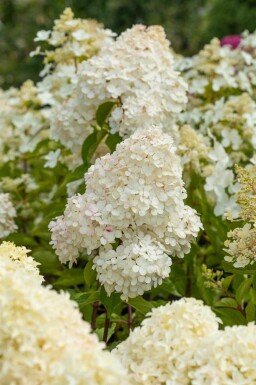 Hortensia à panicules Hydrangea paniculata 'Vanille Fraise' arbuste Hydrangea paniculata 'Vanille Fraise' arbuste