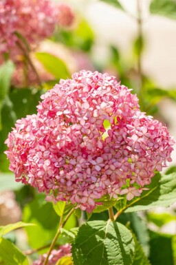 Hortensia Hydrangea 'Pink Annabelle' arbuste Hydrangea 'Pink Annabelle'