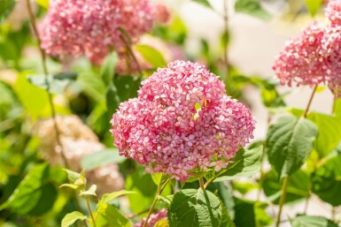 Hortensia Hydrangea 'Pink Annabelle' arbuste Hydrangea 'Pink Annabelle'