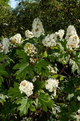 Hortensia à feuilles de chêne Hydrangea quercifolia arbuste Hydrangea quercifolia arbuste