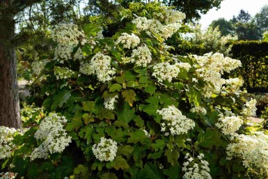 Hortensia à feuilles de chêne Hydrangea quercifolia arbuste Hydrangea quercifolia arbuste