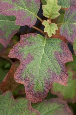 Hortensia à feuilles de chêne Hydrangea quercifolia 'Burgundy' arbuste Hydrangea quercifolia 'Burgundy' arbuste