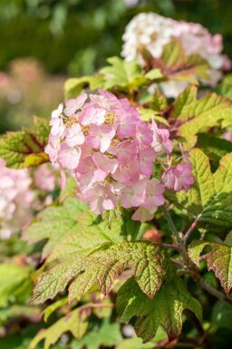 Hortensia à feuilles de chêne Hydrangea quercifolia 'Snow Queen' arbuste Hydrangea quercifolia 'Snow Queen'