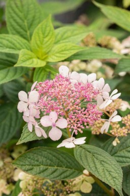 Hortensia des montagnes Hydrangea serrata 'Bluebird' arbuste Hydrangea serrata 'Bluebird'