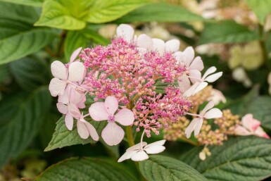 Hortensia des montagnes Hydrangea serrata 'Bluebird' arbuste Hydrangea serrata 'Bluebird'