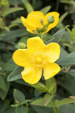 Hypericum 'Hidcote'