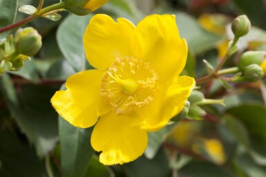 Hypericum 'Hidcote'