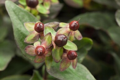 Millepertuis Hypericum 'Miracle Night' arbuste Hypericum 'Miracle Night' arbuste