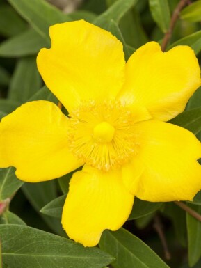 Millepertuis Hypericum 'Peter Dummer' arbuste Hypericum 'Peter Dummer' arbuste