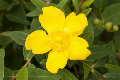 Millepertuis Hypericum 'Peter Dummer' arbuste Hypericum 'Peter Dummer' arbuste
