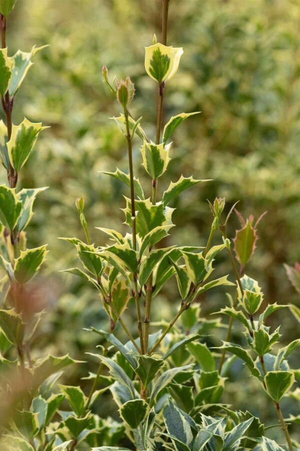 Houx panaché Ilex aquifolium 'Argentea Marginata' arbuste Ilex aquifolium 'Argentea Marginata' arbuste