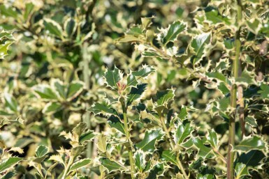 Houx panaché Ilex aquifolium 'Argentea Marginata' arbuste Ilex aquifolium 'Argentea Marginata' arbuste