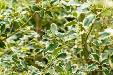 Houx panaché Ilex aquifolium 'Argentea Marginata' arbuste Ilex aquifolium 'Argentea Marginata' arbuste