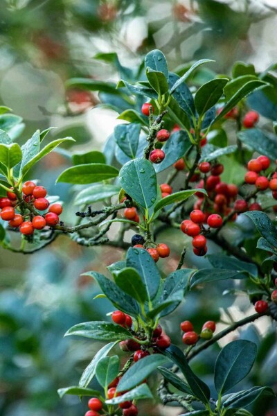 Houx Ilex aquifolium 'J.C. Van Tol' arbuste Ilex aquifolium 'J.C. Van Tol' arbuste