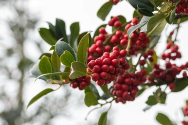 Houx Ilex aquifolium 'J.C. Van Tol' arbuste Ilex aquifolium 'J.C. Van Tol' arbuste