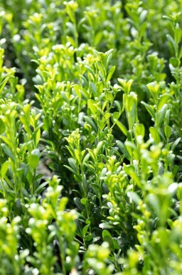 Houx crénelé Ilex crenata 'Fastigiata' arbuste Ilex crenata 'Fastigiata' arbuste