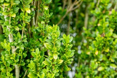 Houx crénelé Ilex crenata 'Fastigiata' arbuste Ilex crenata 'Fastigiata' arbuste