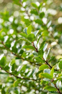 Houx bleu Ilex meserveae 'Blue Princess' arbuste Ilex meserveae 'Blue Princess' arbuste