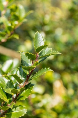 Houx bleu Ilex meserveae 'Blue Princess' arbuste Ilex meserveae 'Blue Princess' arbuste