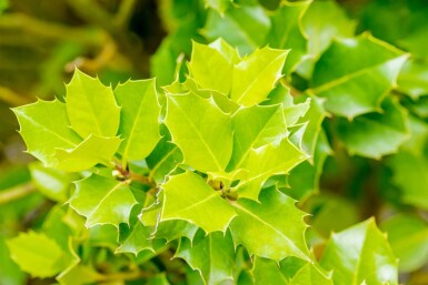 Houx hybride Ilex 'Nellie R Stevens' arbuste Ilex 'Nellie R Stevens' arbuste