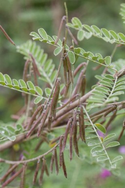 Indigotier Indigofera heterantha arbuste Indigofera heterantha