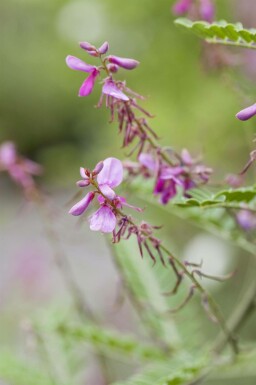 Indigotier Indigofera heterantha arbuste Indigofera heterantha