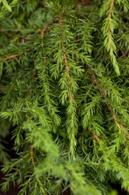 Genévrier commun Juniperus communis 'Green Carpet' arbuste Juniperus communis 'Green Carpet' arbuste