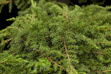 Genévrier commun Juniperus communis 'Green Carpet' arbuste Juniperus communis 'Green Carpet' arbuste