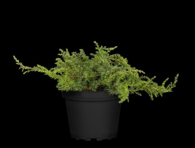 Genévrier commun Juniperus communis 'Green Carpet' arbuste Juniperus communis 'Green Carpet' arbuste