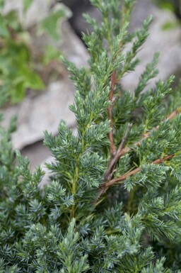 Genévrier rampant Juniperus procumbens 'Nana' arbuste Juniperus procumbens 'Nana' arbuste