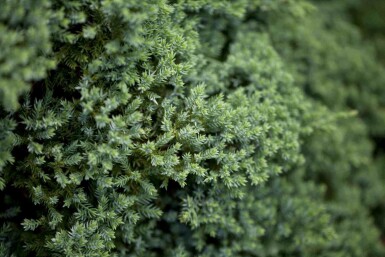 Genévrier rampant Juniperus procumbens 'Nana' arbuste Juniperus procumbens 'Nana' arbuste