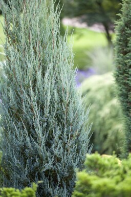 Genévrier bleu Juniperus scopulorum 'Blue Arrow' arbuste Juniperus scopulorum 'Blue Arrow' arbuste