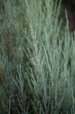 Genévrier bleu Juniperus scopulorum 'Blue Arrow' arbuste Juniperus scopulorum 'Blue Arrow' arbuste