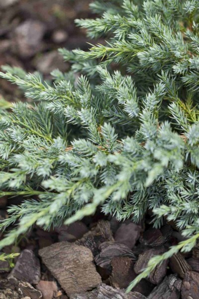 Genévrier Juniperus squamata 'Blue Carpet' arbuste Juniperus squamata 'Blue Carpet' arbuste