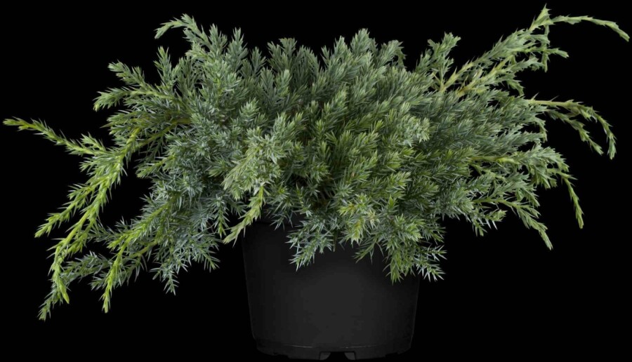 Genévrier Juniperus squamata 'Blue Carpet' arbuste Juniperus squamata 'Blue Carpet' arbuste