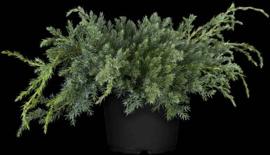 Juniperus squamata 'Blue Carpet'