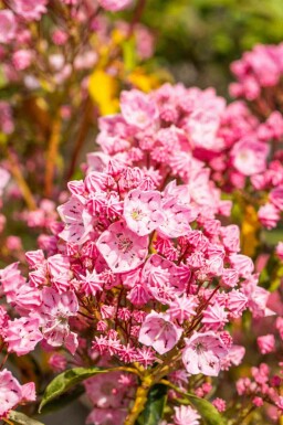 Laurier des montagnes Kalmia latifolia arbuste Kalmia latifolia arbuste