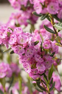 Kalmie à feuilles étroites Kalmia polifolia arbuste Kalmia polifolia