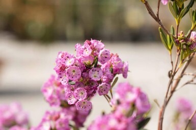 Kalmie à feuilles étroites Kalmia polifolia arbuste Kalmia polifolia