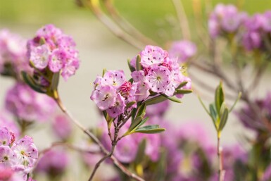 Kalmie à feuilles étroites Kalmia polifolia arbuste Kalmia polifolia arbuste