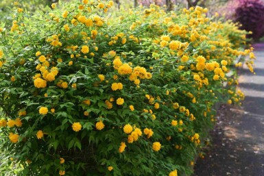 Kerria japonica