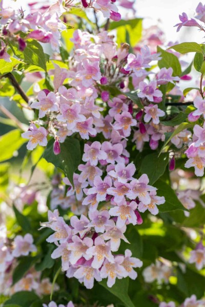 Buisson de beauté Kolkwitzia amabilis arbuste 50-60 C7,5 Kolkwitzia amabilis arbuste 50-60 cm