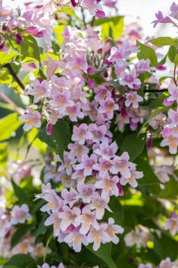 Kolkwitzia amabilis