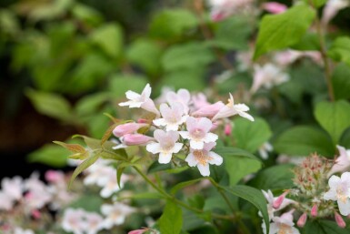 Kolkwitzia amabilis