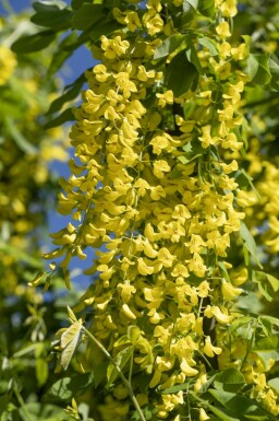 Aubour Laburnum anagyroides arbuste Laburnum anagyroides arbuste